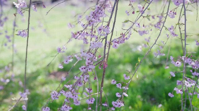 beautiful Spring day, sakura Cherry blossom against blue sky in park, Shidarezakura Weeping Cherry blooming in sunshine day. Japan Travel background, template and wallpaper for spring season