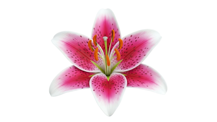 Stargazer Lily