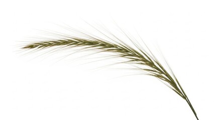 Fototapeta premium Green Wheat Or Barley Ear Isolated On White Background Representing Agriculture Natural Grain And Organic Farming Concept 