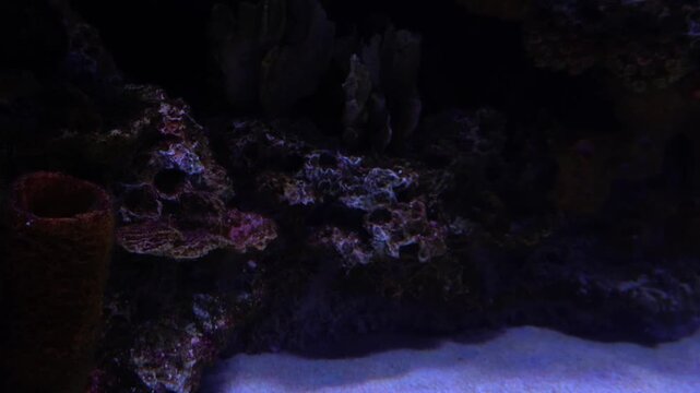 The bottom of an aquarium is decorated with fake rocks and gravel laid on the base. A few tropical fish move slowly, enjoying a good moment.