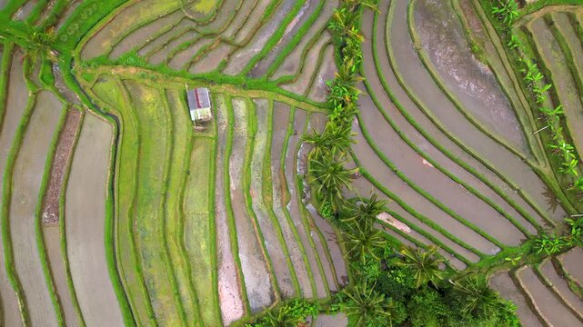Rice Terraces Filled With Water Jatiluwih Bali Indonesia Drone Overhead 4K 30FPS