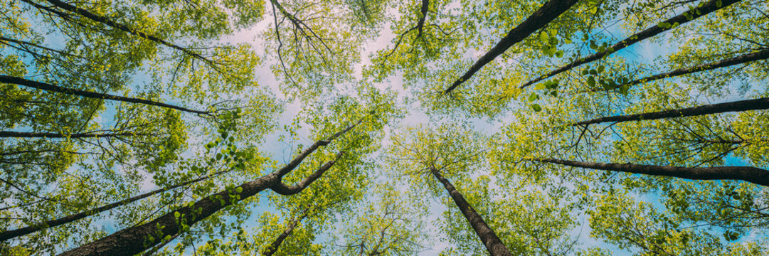 Looking Up In Beautiful Pine Deciduous Forest Trees Woods Canopy. Bottom View Wide Angle Background. Greenwood Forest. Trunks And Branches With Fresh Spring Lush