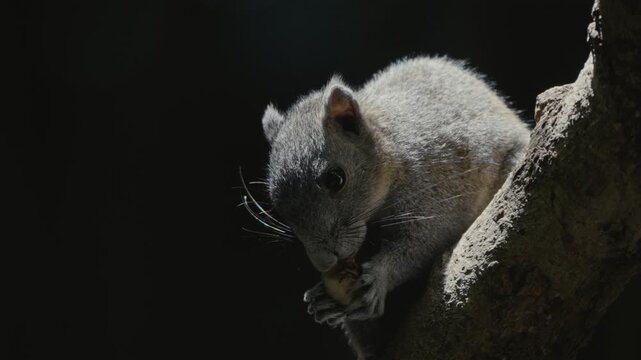 squirrel on a branch