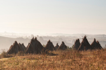 pole po żniwach © marsad