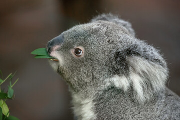 Fototapeta premium view of a koala eating eucalyptus