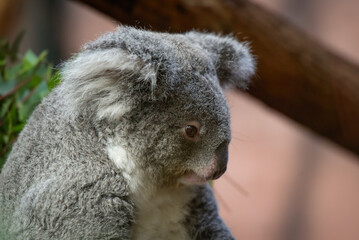 Fototapeta premium View of a koala in a park