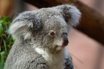 Obraz premium View of a koala in a park