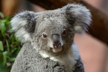 Obraz premium View of a koala in a park