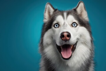 Husky dog portrait with open mouth against turquoise background