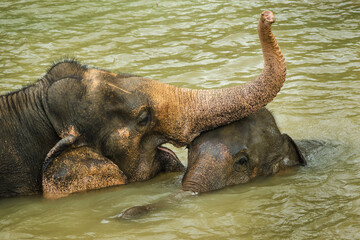 Adult Asian elephant raising its trunk while gently touching an elephant calf in muddy river, close-up wildlife moment in Thailand