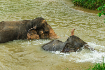 Two Asian elephants swimming and splashing in a shallow river in Thailand, close-up view showing raised trunk, water movement, and natural wildlife interaction in a tropical environment