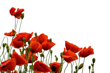 Obraz premium Vibrant cluster of brilliant red common poppy flowers showing unopened buds and delicate petals swaying gently in the summer breeze on transparent background