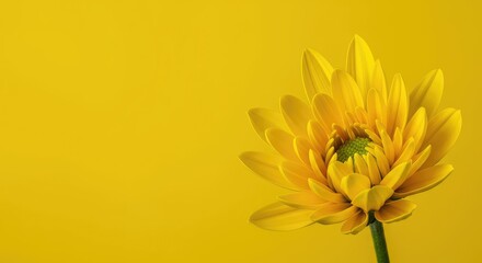 Obraz premium A vibrant yellow background contrasts sharply with the delicate petals of a blossoming flower, creating a cheerful, bright image ,stem ,detail ,seasonal