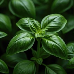 Close up of lush green basil leaves showing signs of optimal health from balanced mineral nutrient delivery in a garden environment ,balance ,fresh ,agriculture