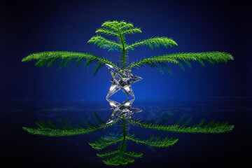Norfolk Island Pine sprouting from crystal planter