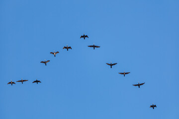 V-Formation Flight of Cormorants in Villajoyosa