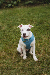 Grinning adopted rescue puppy wearing blue vest in grassy field