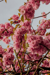 Obraz premium Close-up of blooming pink cherry blossoms against blue sky