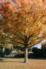 Maple leaf tree changes colors during Fall in South Dakota