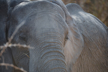 Elephant in natural habitat observing surroundings
