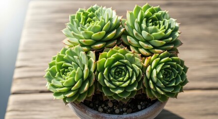 A fresh organic cactus in a pot sits alongside a raw green artichoke vegetable in a macro close-up showcasing healthy plant leaves from a nature garden