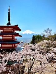 View of Mount Fuji on a perfect spring day with pagoda and cherry blossoms in full bloom