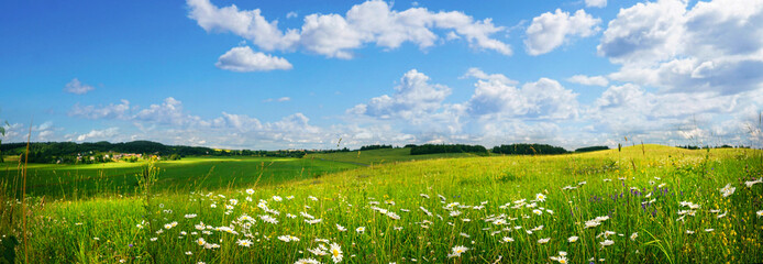 Bright panoramic view of a green spring meadow with blooming chamomile flowers under a blue cloudy sky. A serene and vast nature landscape filled with sunlight.