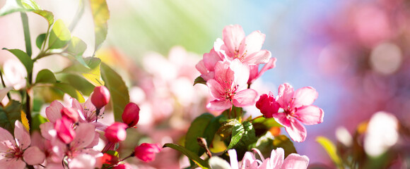 Colorful macro panorama of pink tree blossoms with green leaves in bright sunlight. A vibrant and fresh nature scene capturing the beauty of spring flowers.