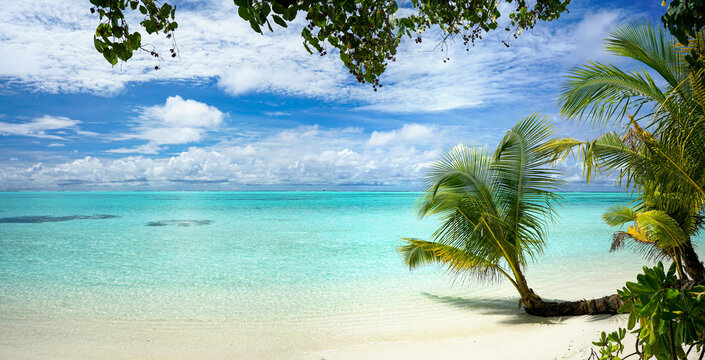Panoramic view of a tropical Maldives beach with a palm tree branch over crystal clear turquoise water. A serene and beautiful nature escape for summer travel.