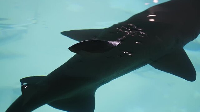 Silhouette of a shark gliding beneath the tranquil blue surface, dorsal fin breaking the light as the tail slips out of frame, captured in calm aquarium water with gentle ripples