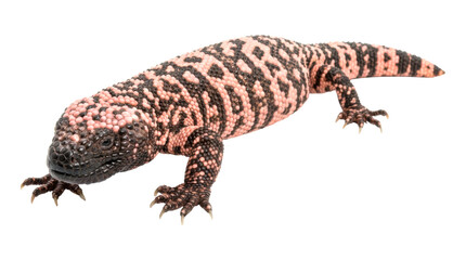 Fototapeta premium Venomous Gila monster lizard with pink and black beaded skin walks in a full-length studio view, showcasing its detailed scaly texture, sharp claws, and unique reptile pattern