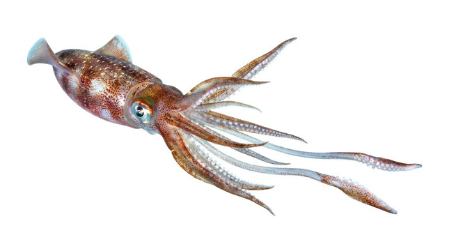 Beautiful brown and white spotted squid swimming with its tentacles extended, showcasing its detailed skin texture, large eye, and iridescent chromatophores in a dynamic pose