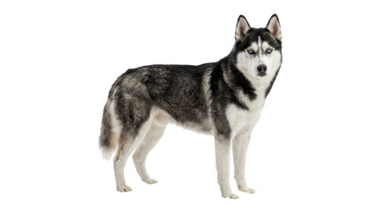 Beautiful black and white Siberian Husky dog with piercing blue eyes stands in a full-length portrait looking attentively at the camera with a calm and majestic presence