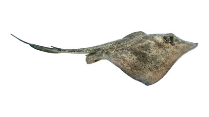 Fototapeta premium Large skate ray with a diamond-shaped body and mottled grey skin is seen in a full-length profile, showcasing its detailed texture and long, slender tail