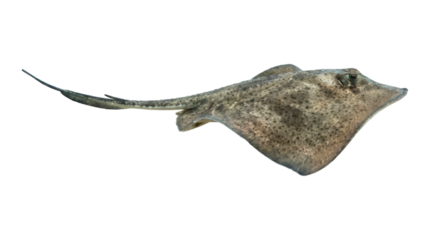 Large skate ray with a diamond-shaped body and mottled grey skin is seen in a full-length profile, showcasing its detailed texture and long, slender tail