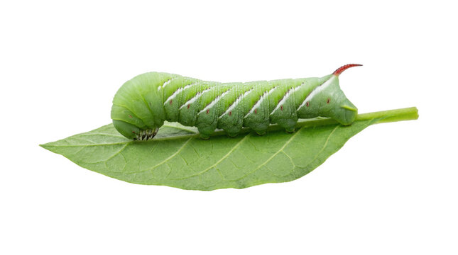Vibrant green hornworm caterpillar with distinctive white diagonal markings and a red horn sits on a fresh leaf in a detailed side-view macro photograph