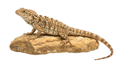Spiny brown and beige agamid lizard with detailed patterned scales sits proudly on a rough sandstone rock in a full-body studio portrait