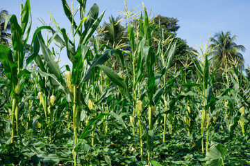 Obraz premium Lush green cornfield with coconut trees in the background
