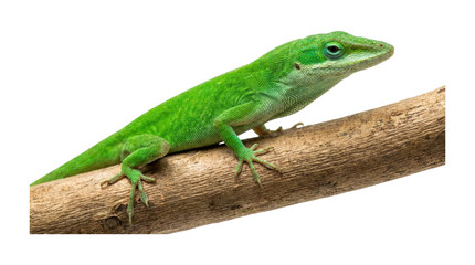 Fototapeta premium Vibrant green anole lizard with detailed scales sits calmly on a textured wooden branch, looking alert and poised with its head turned slightly to the side in a close-up view