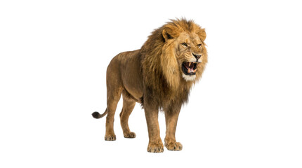 Aggressive male lion with a majestic mane stands in a powerful full-body pose, roaring fiercely and baring its sharp fangs in a threatening display of wild ferocity
