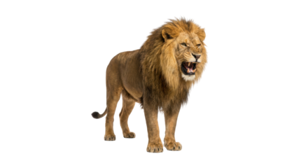 Aggressive male lion with a majestic mane stands in a powerful full-body pose, roaring fiercely and baring its sharp fangs in a threatening display of wild ferocity