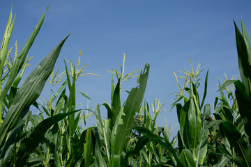 Low angle view of cassava leaves forming a canopy against sky