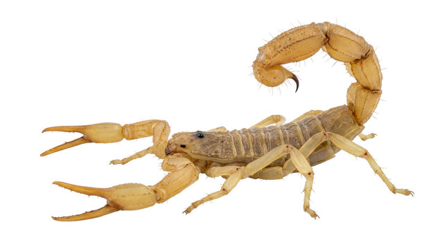 Venomous yellow desert scorpion with its segmented tail curved over its body, displaying a sharp stinger and open pincers in a detailed full-body macro photograph