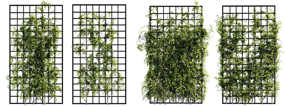 Climbing ivy plants on black metal trellis frames, vertical garden green wall set for interior and exterior decoration on transparent background 3d rendering png