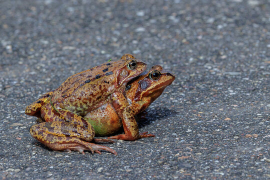 Grasfr&ouml;sche (Rana temporaria), Paarungsverhalten