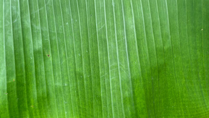 close up of green leaf