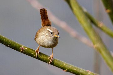 Zaunk&ouml;nig (Troglodytes troglodytes)