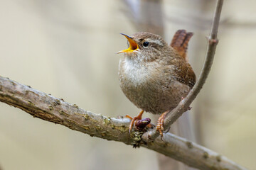 Zaunk&ouml;nig (Troglodytes troglodytes)