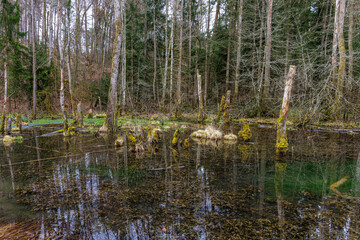 Naturbelassener Lebensraum f&uuml;r Amphibien