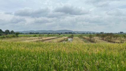 Expansive green rice fields under cloudy skies